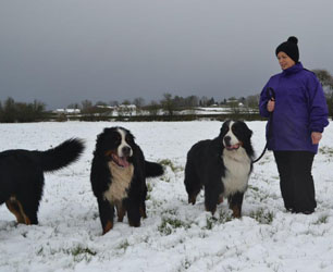 McKenzie's Tail, Dad Harvey & Half Brother Patrick