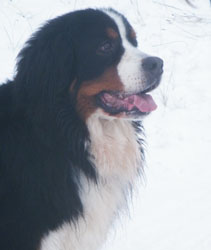Merlin