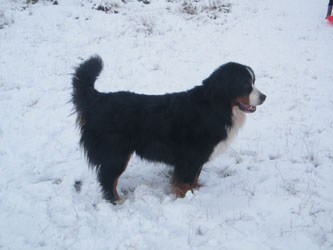 Merlin