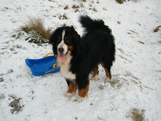 Merlin