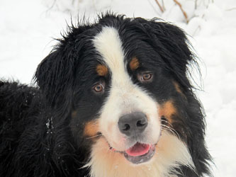 Murphy at 15 Months Old