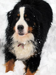 Murphy