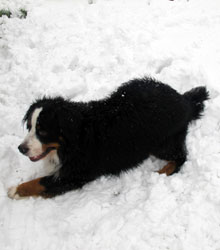 Murphy