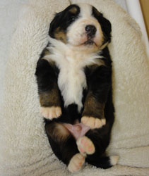 The Russian Boys Litter - 1 Week Old - Day Eighteen Pictures