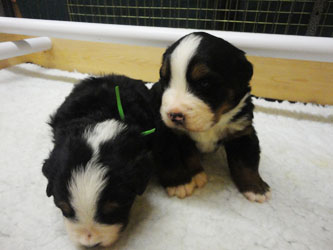 The Russian Boys Litter - 1 Week Old - Day Eighteen Pictures