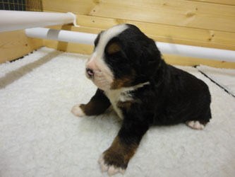 The Russian Boys Litter - 1 Week Old - Day Eighteen Pictures