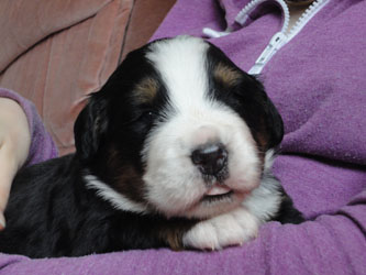 The Russian Boys Litter - 1 Week Old - Day Fifteen Pictures