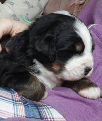 The Russian Boys Litter - 1 Week Old - Day Fifteen Pictures