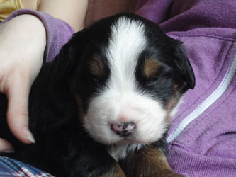 The Russian Boys Litter - 1 Week Old - Day Fifteen Pictures