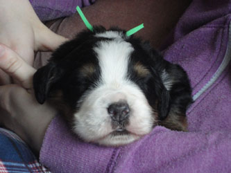 The Russian Boys Litter - 1 Week Old - Day Fifteen Pictures