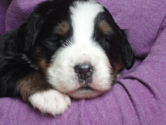 The Russian Boys Litter - 1 Week Old - Day Fifteen Pictures
