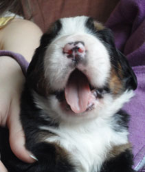 The Russian Boys Litter - 1 Week Old - Day Fifteen Pictures