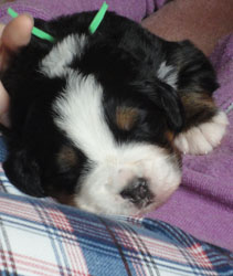 The Russian Boys Litter - 1 Week Old - Day Fifteen Pictures