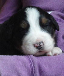 The Russian Boys Litter - 1 Week Old - Day Fifteen Pictures