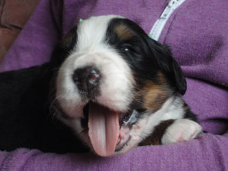 The Russian Boys Litter - 1 Week Old - Day Fifteen Pictures