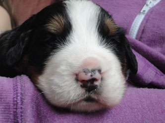 The Russian Boys Litter - 1 Week Old - Day Fifteen Pictures
