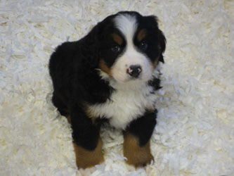 The Russian Boys Litter - 6th Week - Day Forty Pictures