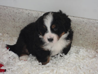 The Russian Boys Litter - 6th Week - Day Forty Pictures