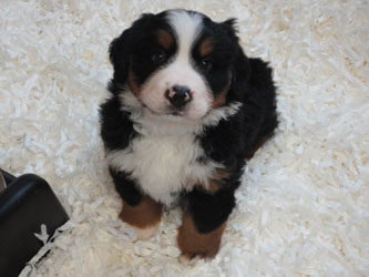 The Russian Boys Litter - 6th Week - Day Forty Pictures
