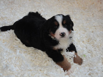 The Russian Boys Litter - 6th Week - Day Forty Pictures