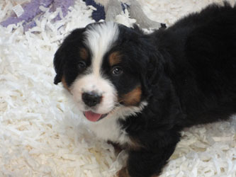 The Russian Boys Litter - 6th Week - Day Forty Pictures