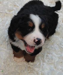 The Russian Boys Litter - 6th Week - Day Forty Pictures