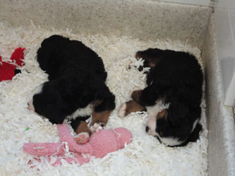 The Russian Boys Litter - 6th Week - Day Forty Pictures