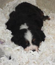 The Russian Boys Litter - 6th Week - Day Forty Pictures