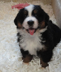 The Russian Boys Litter - 6th Week - Day Forty Pictures