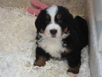 The Russian Boys Litter - 6th Week - Day Forty Pictures