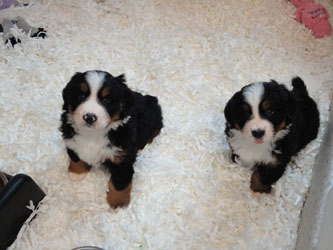 The Russian Boys Litter - 6th Week - Day Forty Pictures