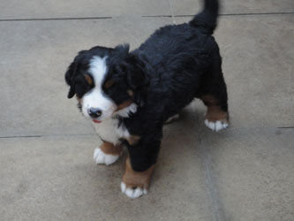 The Russian Boys Litter - 7th Week - Day Forty Eight Pictures