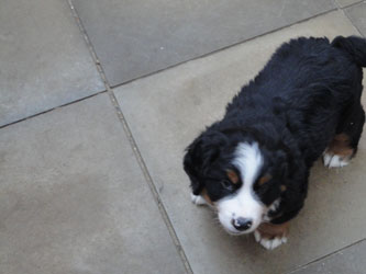 The Russian Boys Litter - 7th Week - Day Forty Eight Pictures