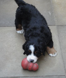 The Russian Boys Litter - 7th Week - Day Forty Eight Pictures