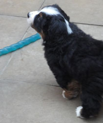The Russian Boys Litter - 7th Week - Day Forty Eight Pictures