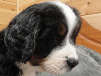 The Russian Boys Litter - 7th Week - Day Forty Five Pictures