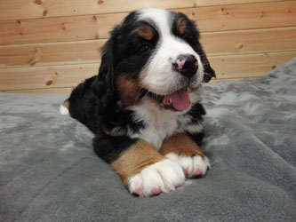 The Russian Boys Litter - 7th Week - Day Forty Five Pictures