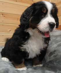 The Russian Boys Litter - 7th Week - Day Forty Five Pictures