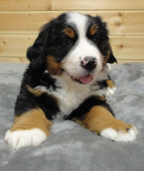 The Russian Boys Litter - 7th Week - Day Forty Five Pictures