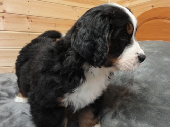 The Russian Boys Litter - 7th Week - Day Forty Five Pictures