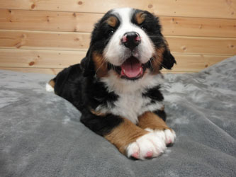 The Russian Boys Litter - 7th Week - Day Forty Five Pictures