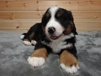The Russian Boys Litter - 7th Week - Day Forty Five Pictures