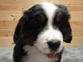 The Russian Boys Litter - 7th Week - Day Forty Five Pictures