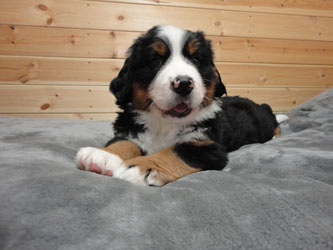 The Russian Boys Litter - 7th Week - Day Forty Five Pictures