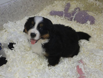The Russian Boys Litter - 7th Week - Day Forty Four Pictures