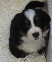 The Russian Boys Litter - 7th Week - Day Forty Four Pictures