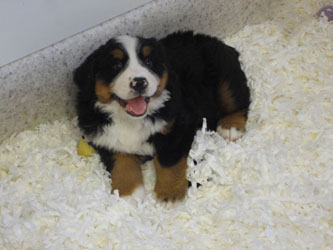 The Russian Boys Litter - 7th Week - Day Forty Four Pictures