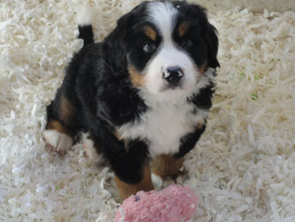 The Russian Boys Litter - 7th Week - Day Forty Four Pictures