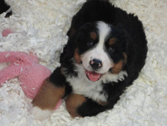 The Russian Boys Litter - 7th Week - Day Forty Four Pictures