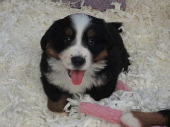 The Russian Boys Litter - 7th Week - Day Forty Four Pictures